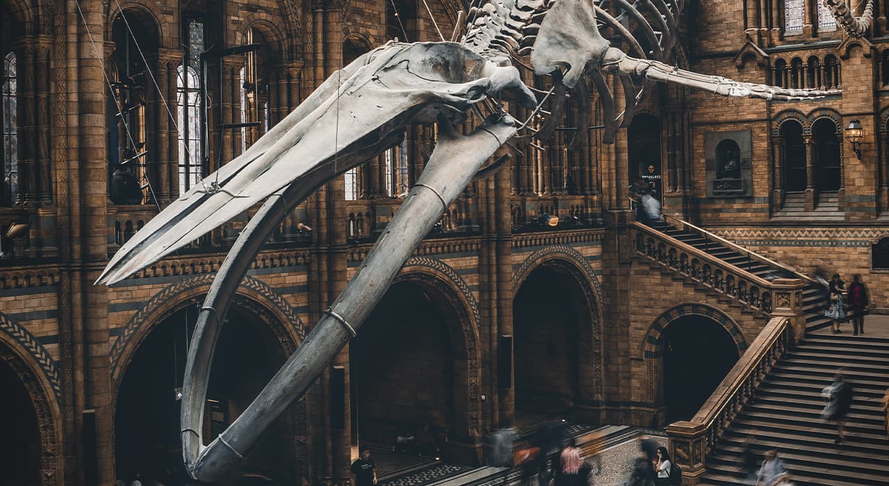 How paleontologists study dinosaurs