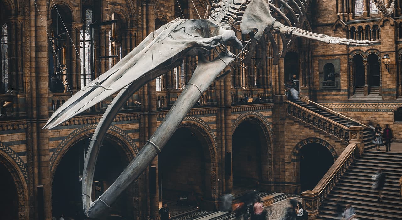Paleontology